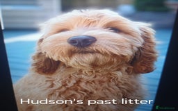 Australian Labradoodle dogs for sale: Miniature Australian labradoodle pups 100% Pure  - Image 15