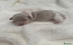 Miniature Dachshund dogs for sale: Miniature Dachshund Puppies - Image 7
