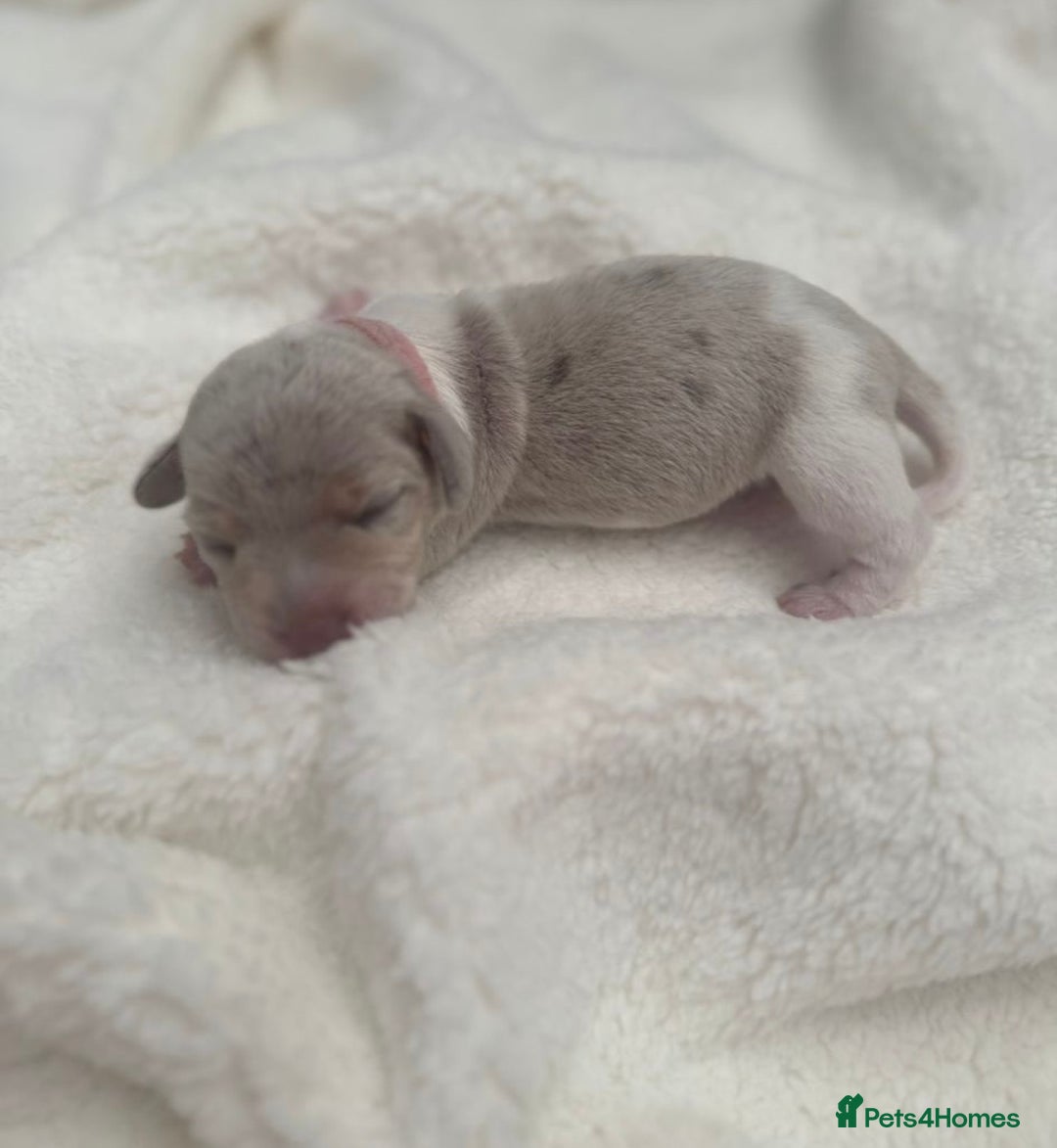 Miniature Dachshund dogs for sale: Miniature Dachshund Puppies - Image 7