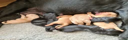 Labrador Retriever dogs for sale: Beautiful Labrador Puppies!  - Advert 5
