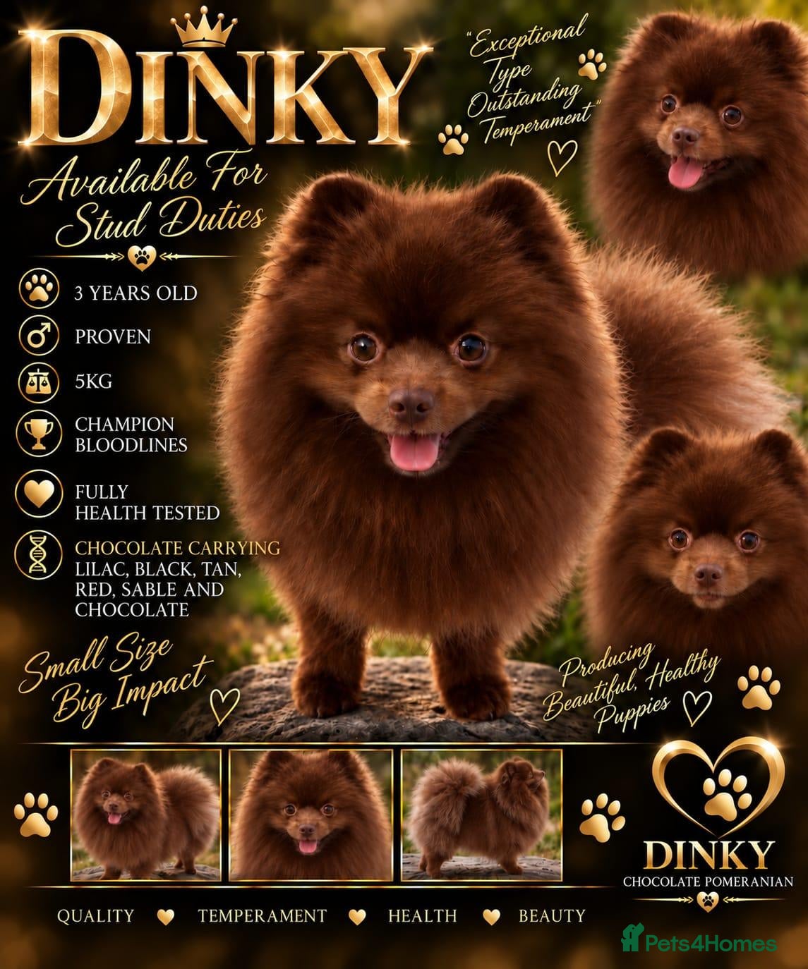 Pomeranian dogs Beautiful chocolate pomeranian for stud - Advert 3
