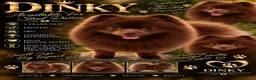 Pomeranian dogs for stud: Beautiful chocolate pomeranian for stud - Advert 1
