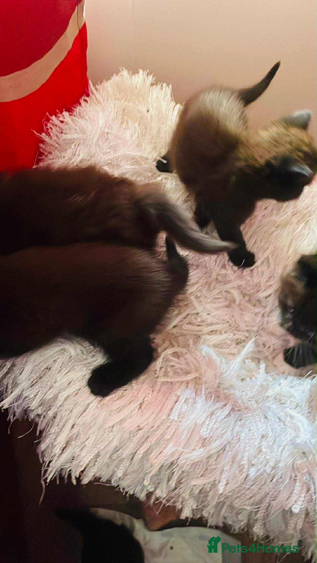 Ragdoll cats for sale: Ragdoll mix - Image 4
