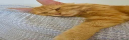 Maine Coon cats for sale: Red female Maine coon  - Advert 5