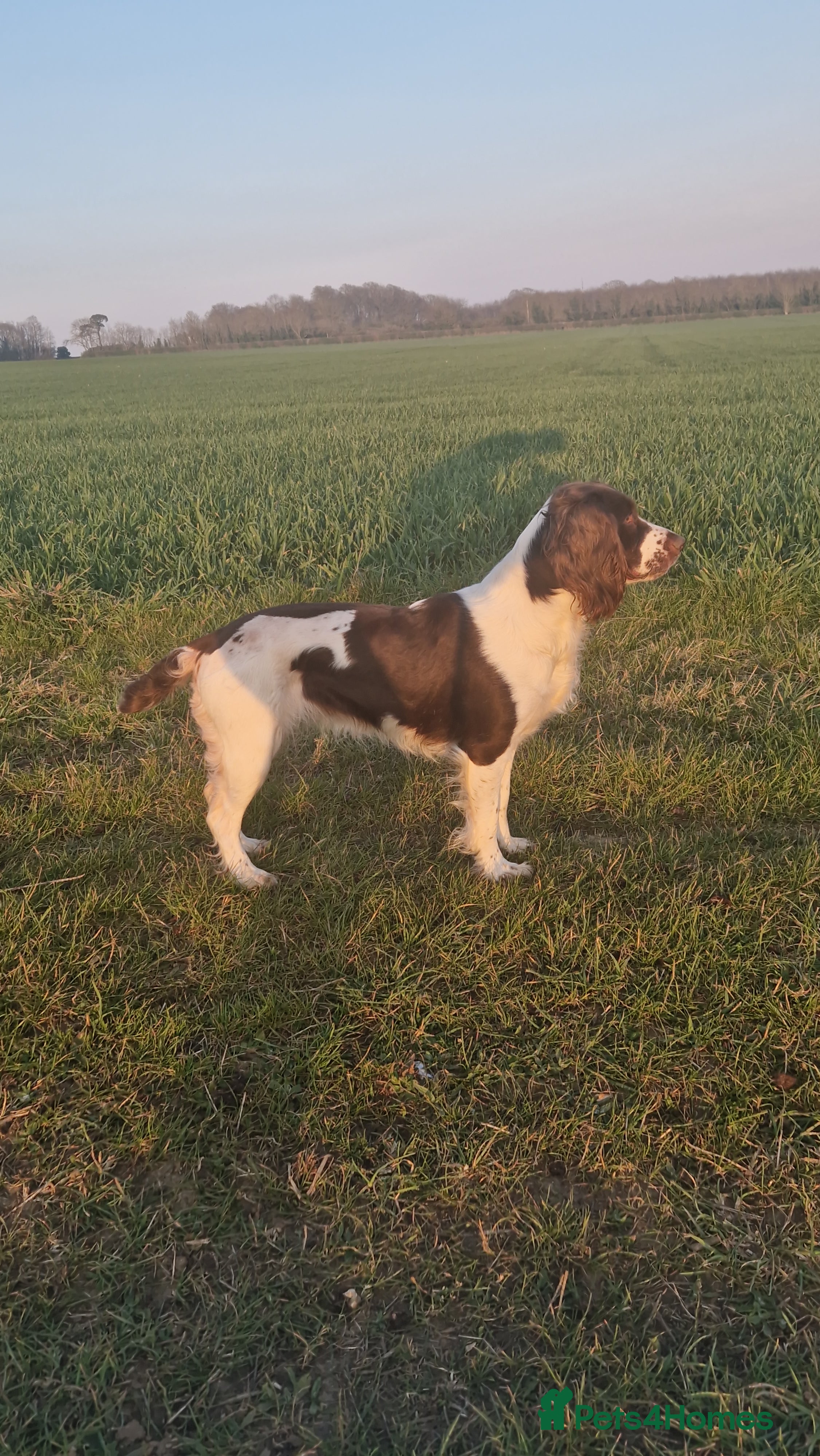 English Springer Spaniel dogs Stunning English Springer Spaniels  - Advert 15