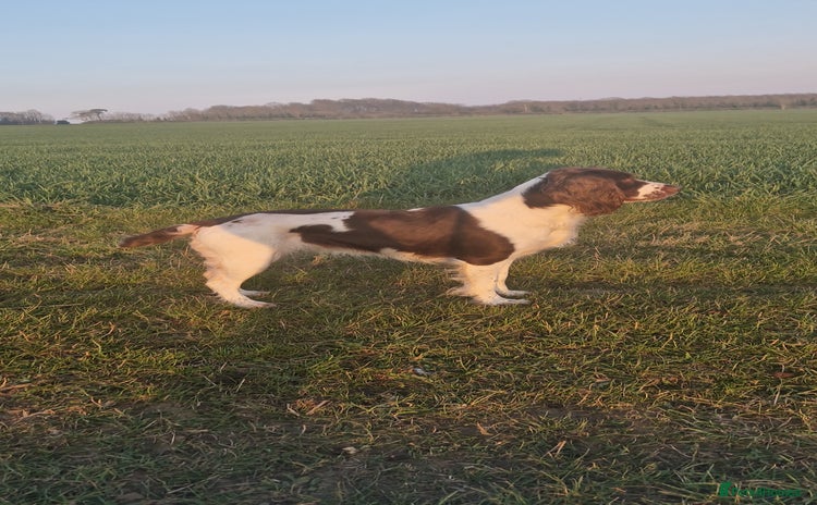 English Springer Spaniel dogs Stunning litter of English Springer Spaniels  - Advert 1