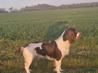 English Springer Spaniel dogs for sale: Stunning litter of English Springer Spaniels - Advert 1