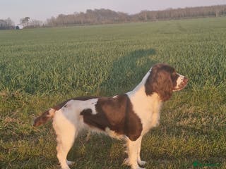 English Springer Spaniel dogs Stunning English Springer Spaniels - Advert 15