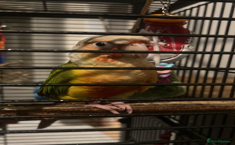 Conures birds - Advert 3