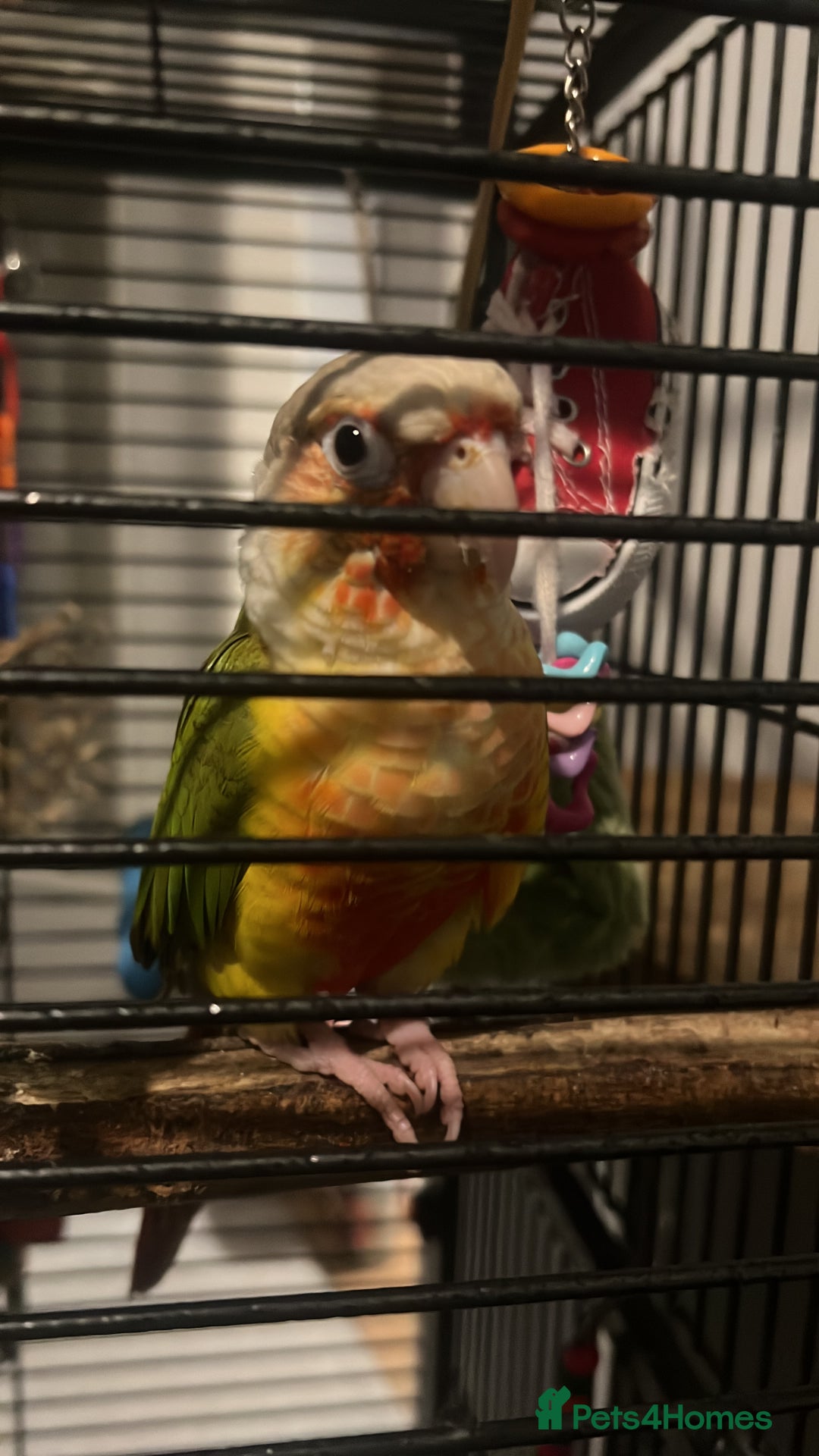 Conures birds for sale: Playful 1yr old hand raised Male conure for sale  - Image 1