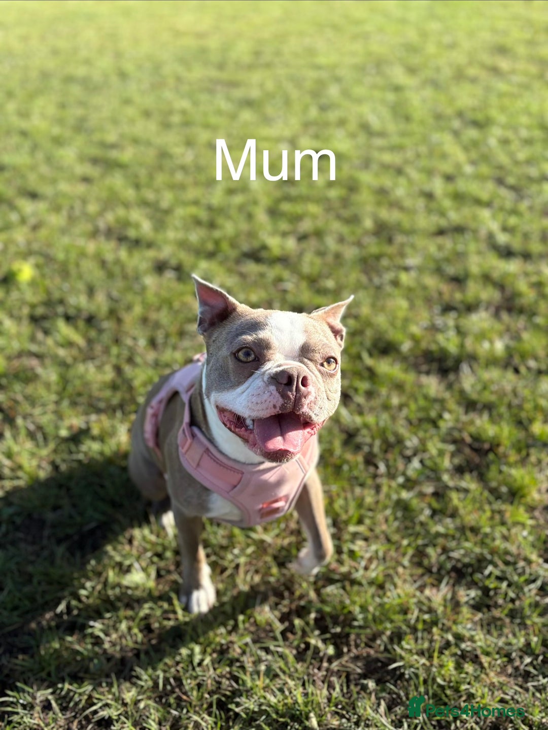 Boston Terrier dogs for sale: Premium & Rare Champaign Boston Terriers - Advert 8