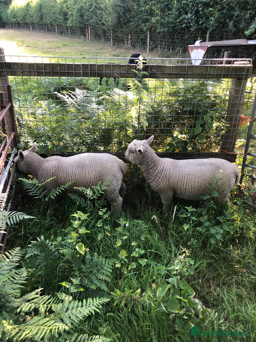 Sheep livestock for sale: SOUTH DOWN RAM - PURE BRED - Image 2