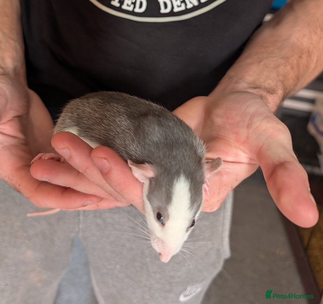 Rat rodents for sale: Adorable dumbo babies  - Image 3
