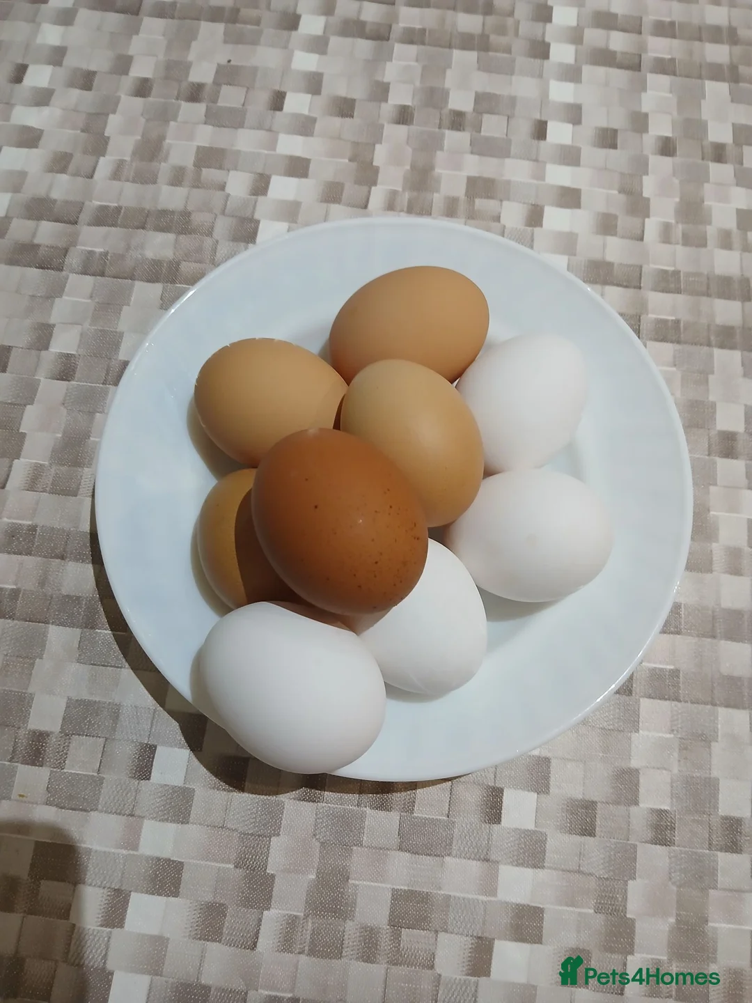Mixed Breed poultry for sale: Fresh hatching eggs from mixed hens - Advert 2