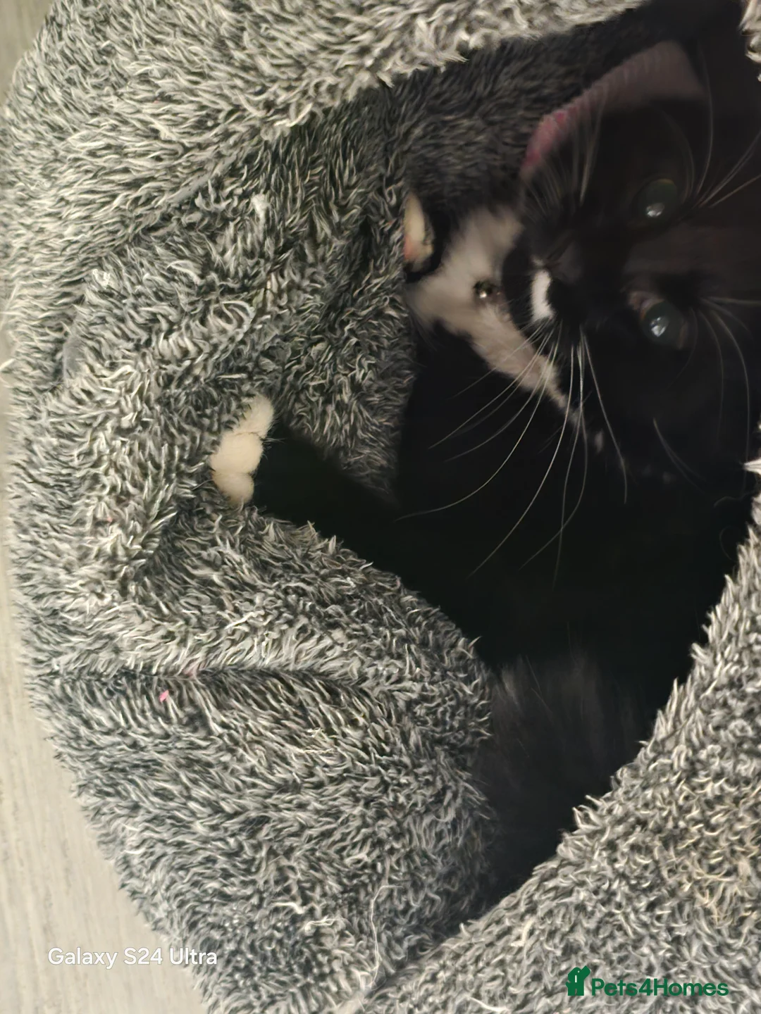 Ragdoll cats for sale: Coco kittycat - Advert 6