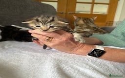 Mixed Breed cats for sale: Lovely mixed breed Kitrens for sale.  - Image 5