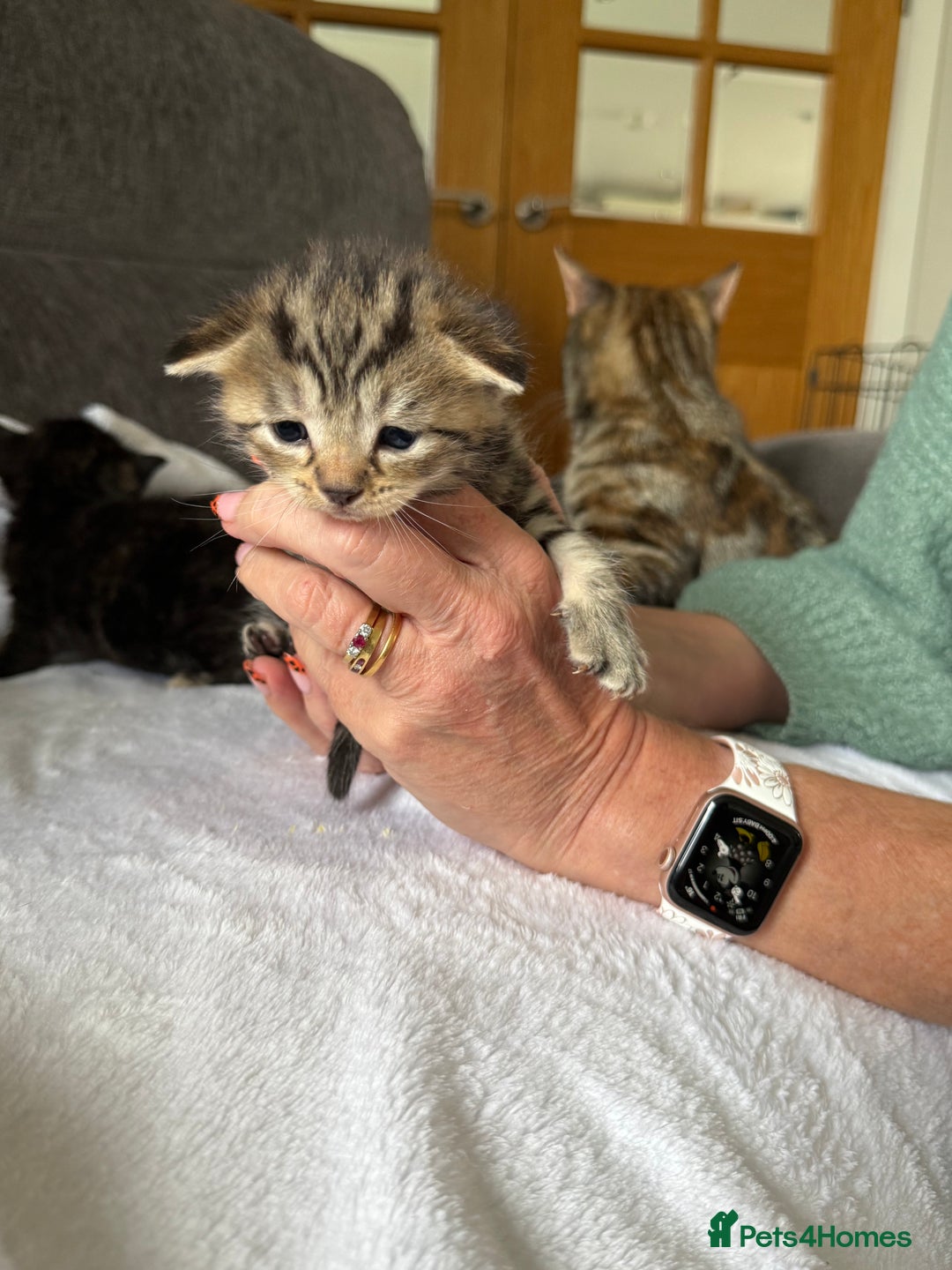 Mixed Breed cats for sale: Lovely mixed breed Kitrens for sale.  - Image 5
