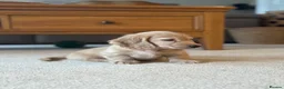Miniature Dachshund dogs for sale: Beautiful Cream Mini Long Haired Dachshund Pups 🐾 - Advert 9