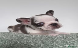 French Bulldog dogs for sale: Hikema X Cheeko (French bulldogs) - Image 15