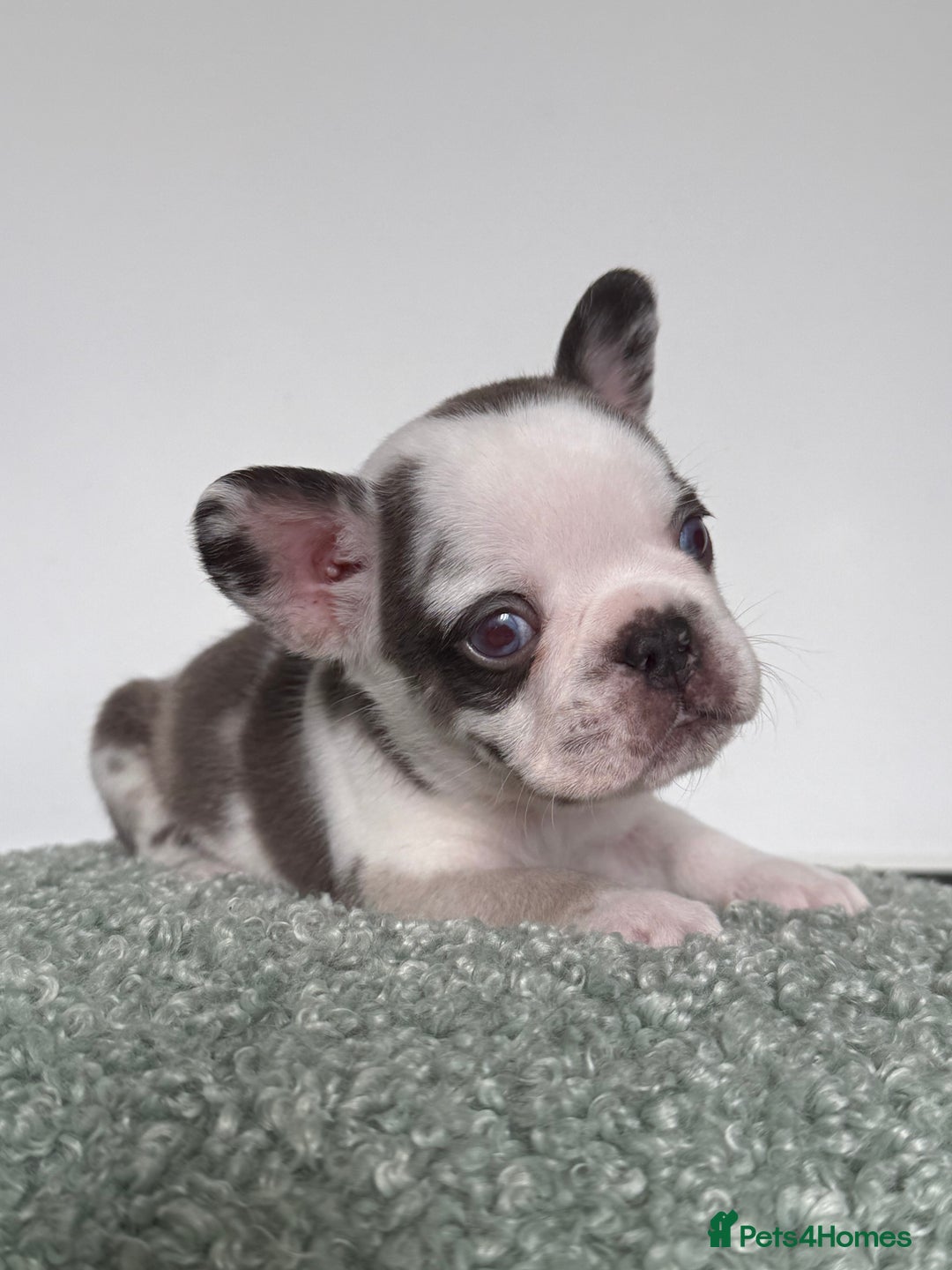 French Bulldog dogs for sale: Hikema X Cheeko (French bulldogs) - Image 15
