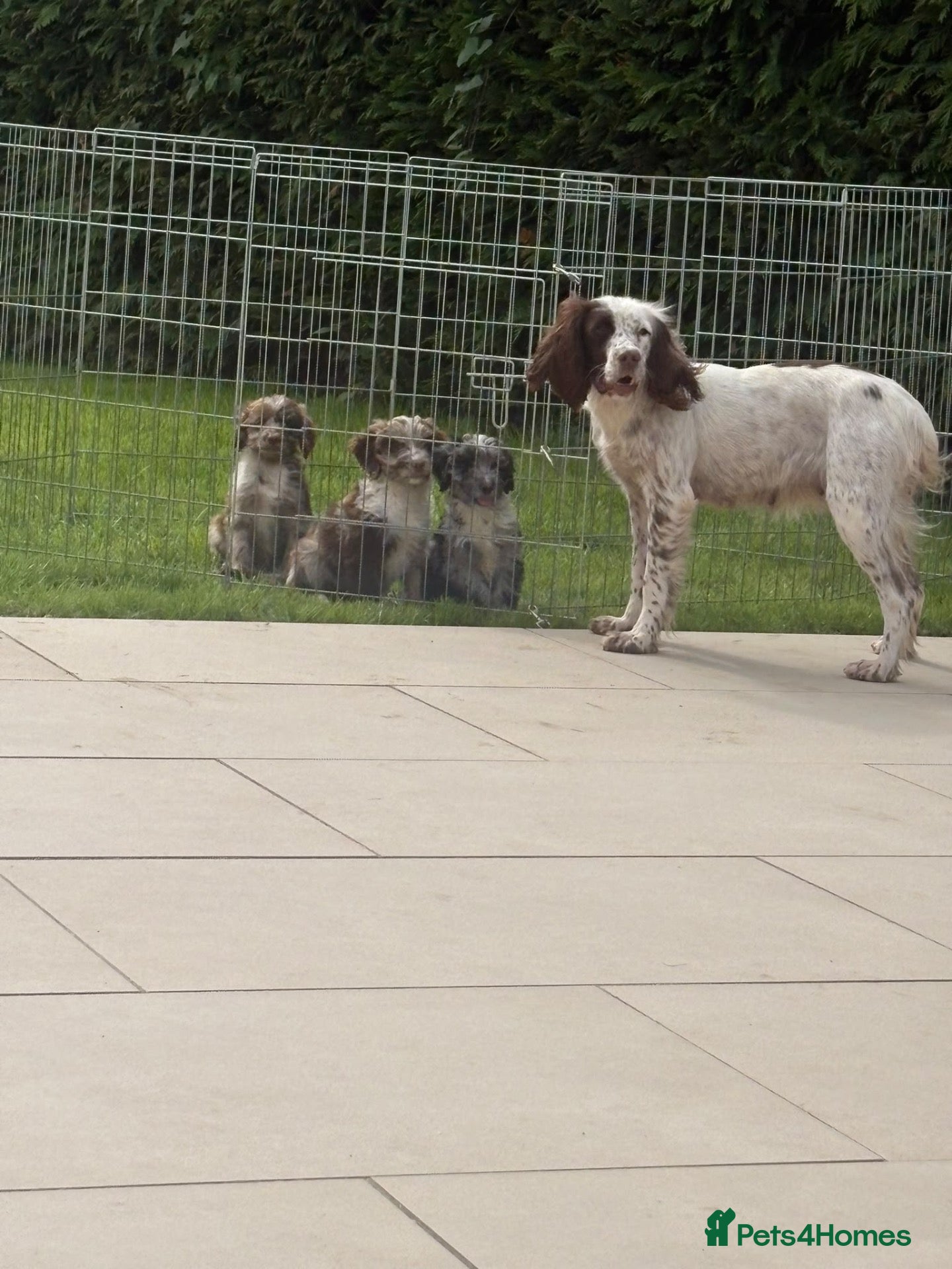 Sproodle dogs Three Beautiful Girls Remaining F1 Merle Sproodles - Advert 2
