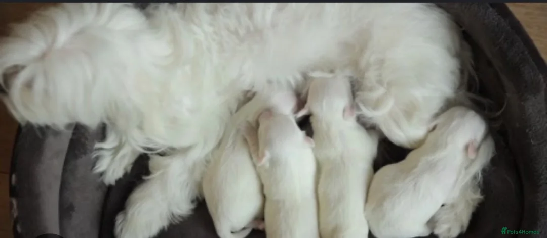 Maltese dogs for sale: Maltese puppies for sale  - Advert 2