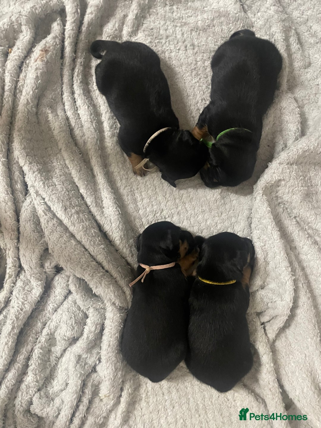Jack Russell dogs for sale: Jack Russell Puppies - Advert 5