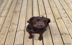 Springador dogs for sale: Chocolate springador  - Image 2