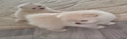 Pomeranian dogs for sale: READY TO LEAVE - Advert 12