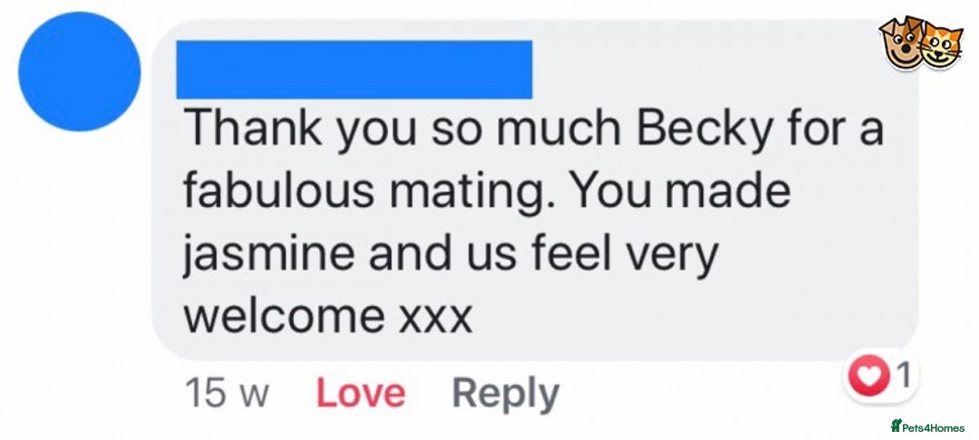 Chihuahua dogs for stud: KC Lilac Tri Long Coat Chihuahua Well Proven Stud in Washington - Advert 18