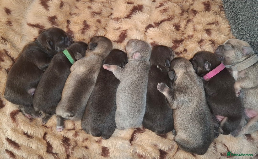 French Bulldog dogs for sale: Exotic coloured visual fluffy frenchies  - Advert 3