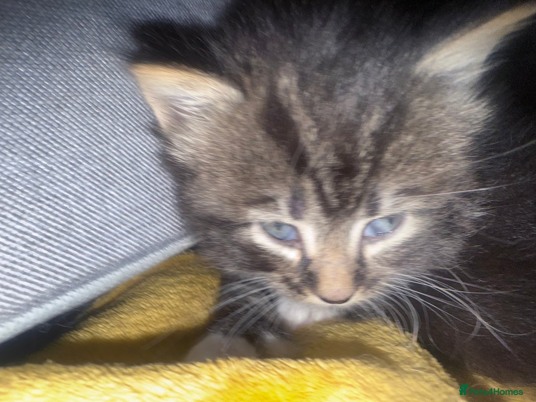 British Longhair cats for sale: Polydactyl long fur kittens  - Image 20