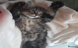 Mixed Breed cats for sale: Affectionate boy kitten looking for forever home - Image 1