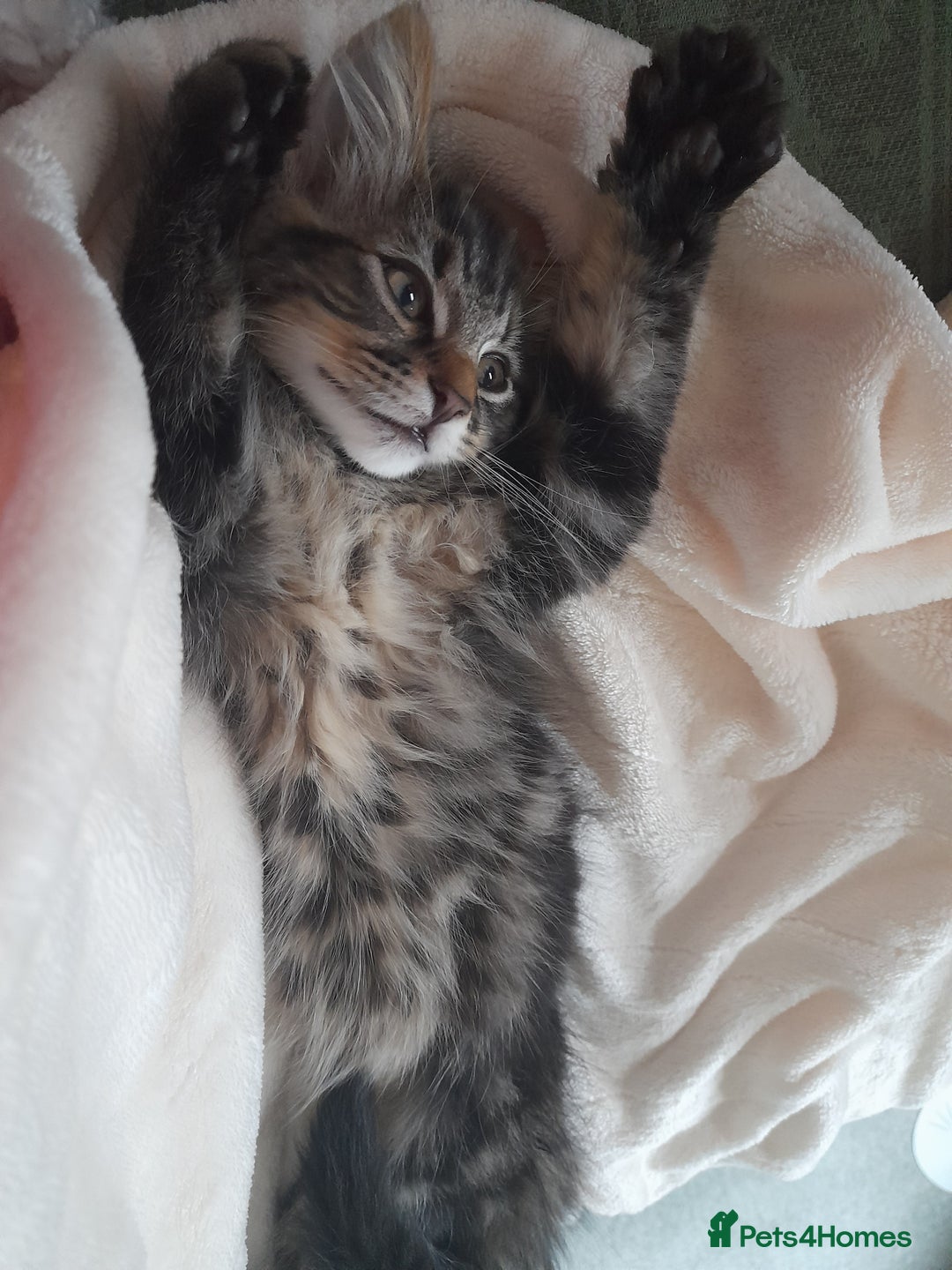 Mixed Breed cats for sale: Affectionate boy kitten looking for forever home - Image 1