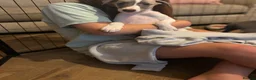 Whippet dogs for sale: KC registered Whippets health tested parents - Advert 8