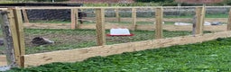 Chickens poultry for sale: Chicken Coops - excellent quality - British Made - Advert 11