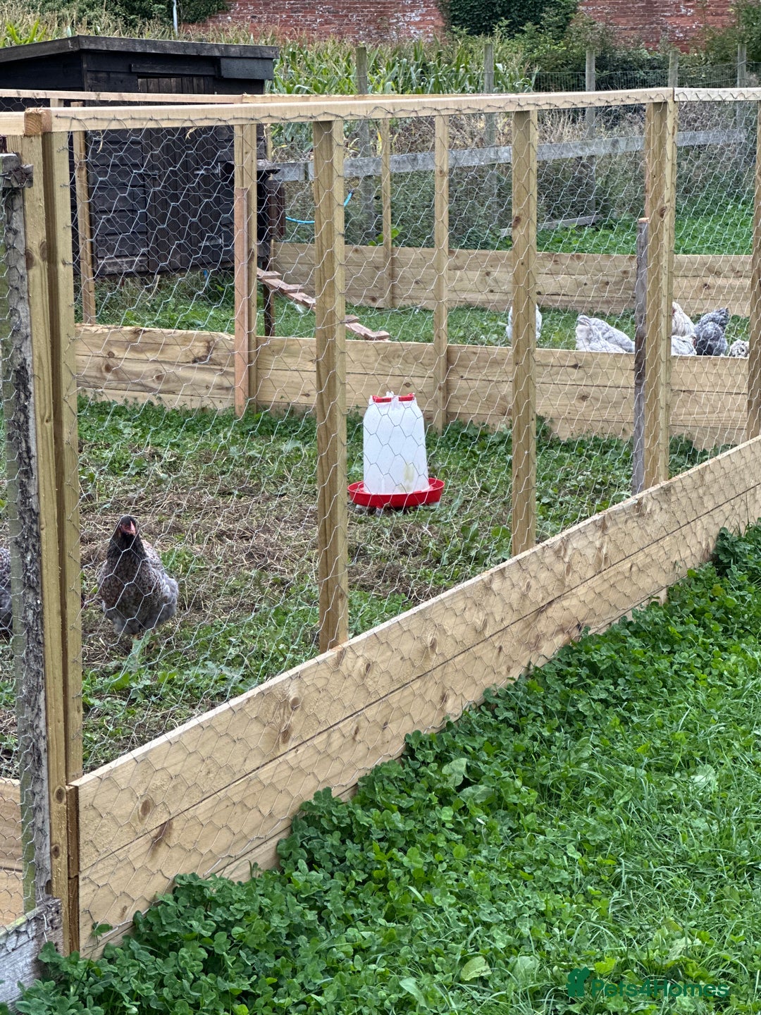 Chickens poultry for sale: Chicken Coops - excellent quality - British Made - Image 11