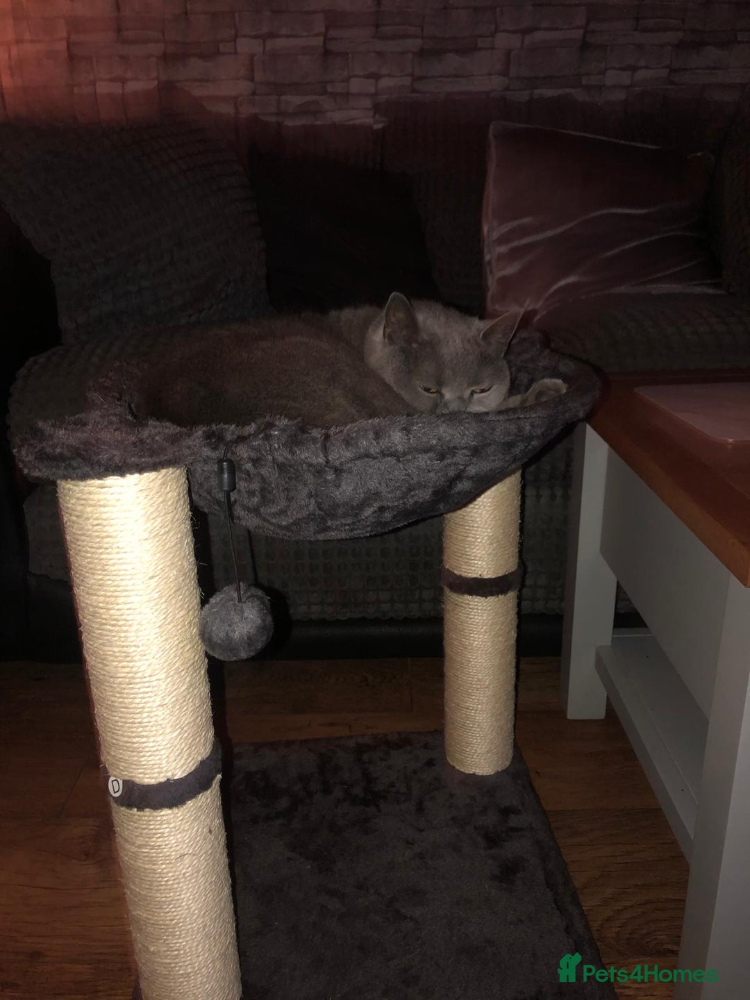 British Shorthair cats for sale: Bsh 4 years old - Image 2