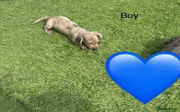 Miniature Dachshund dogs for sale: Beautiful babies - Image 3