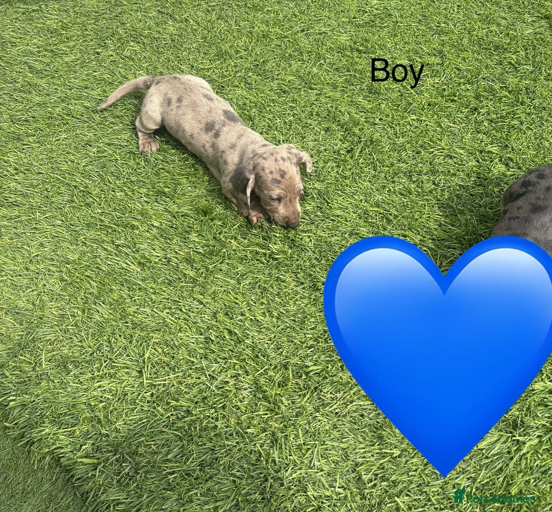 Miniature Dachshund dogs for sale: Beautiful babies - Image 3