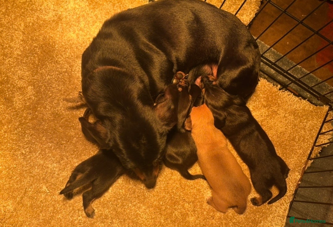 Dachshund dogs for sale: Miniature dachshund pups 🐶  - Advert 7