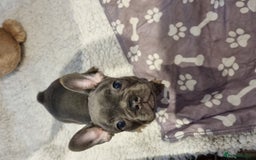 French Bulldog dogs for sale: Quality pups 4 Panel DNA Clear Gold Sierra Lines - Image 3