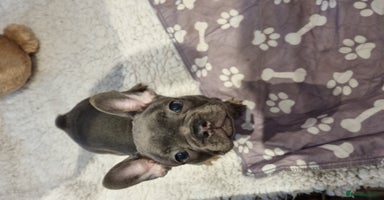 French Bulldog dogs - Advert 6