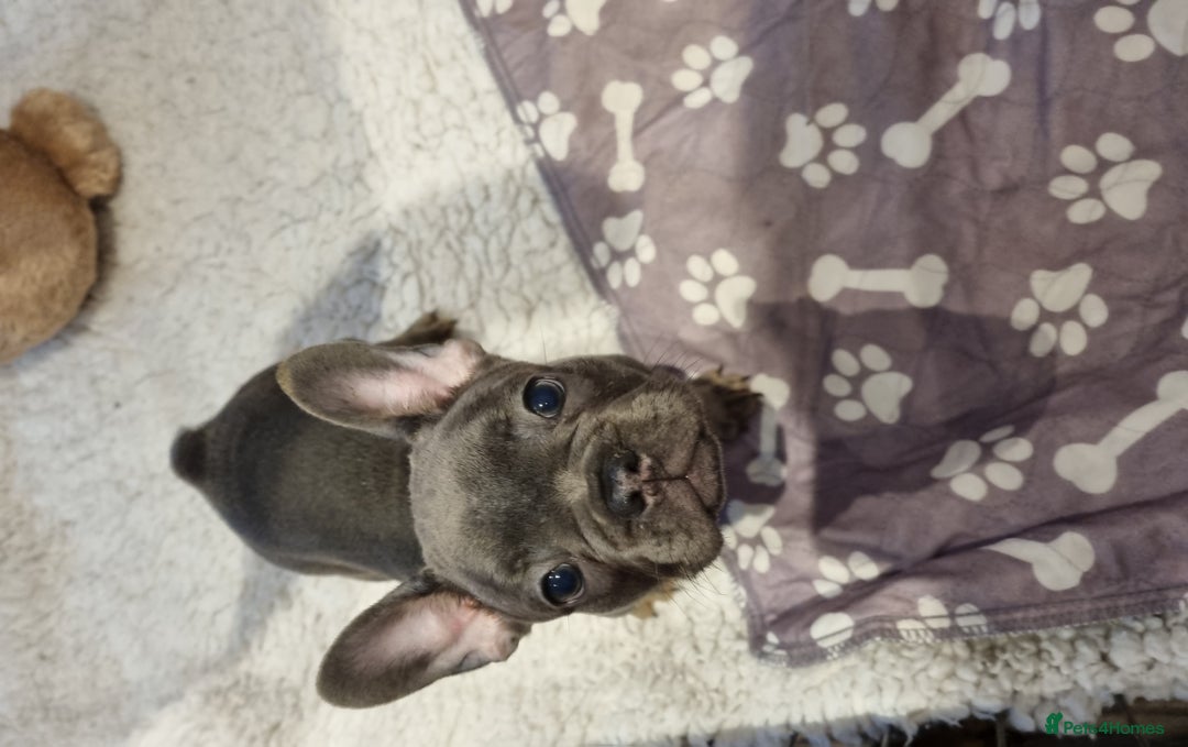 French Bulldog dogs for sale: Quality pups 4 Panel DNA Clear Gold Sierra Lines - Image 3