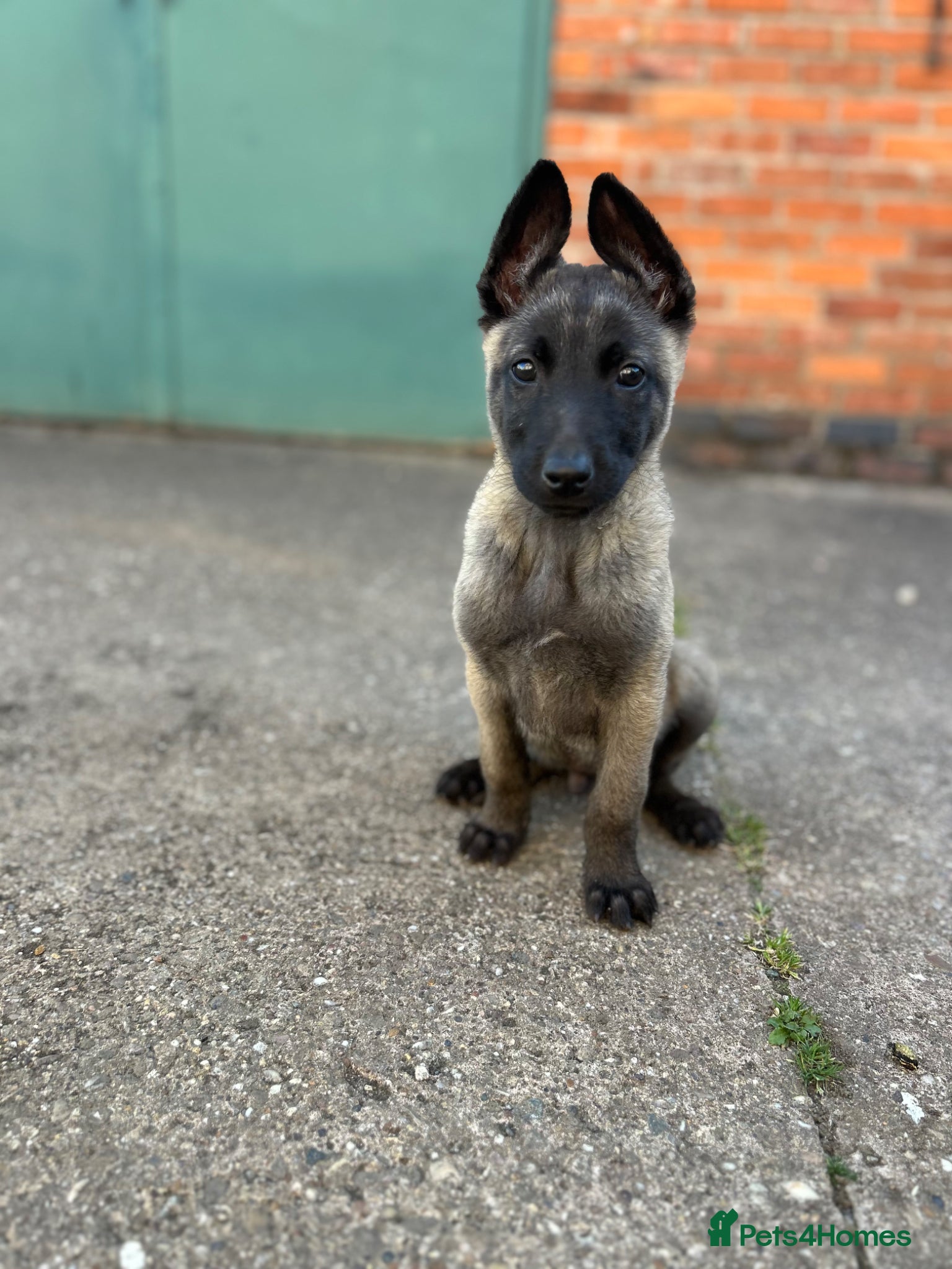 Mixed Breed dogs 1 male left - ready to leave now.  - Advert 1
