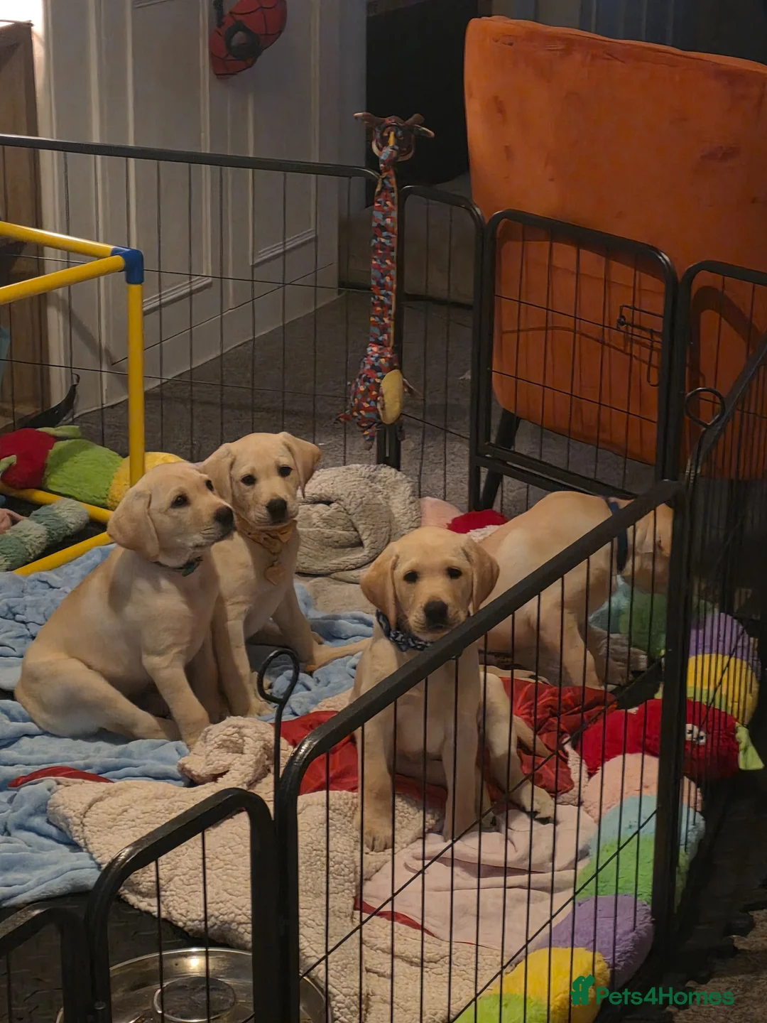 Labrador Retriever dogs for sale: 2 Beautiful Labs for sale 2x Boys  - Advert 2