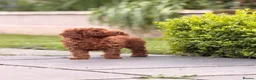 Toy Poodle dogs for sale: Red toy poodle puppy in Alfreton - Advert 5