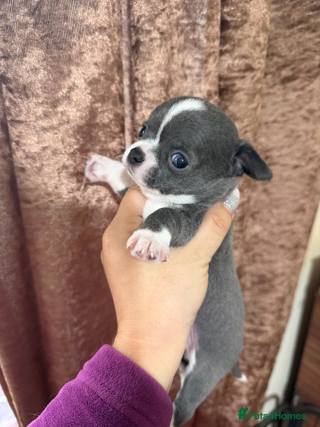 Chihuahua dogs for sale: Chihuahua pups - Advert 25