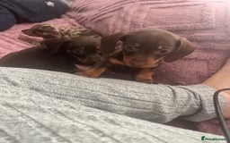 Dachshund dogs for sale: Beautiful miniature dachshunds  - Image 24