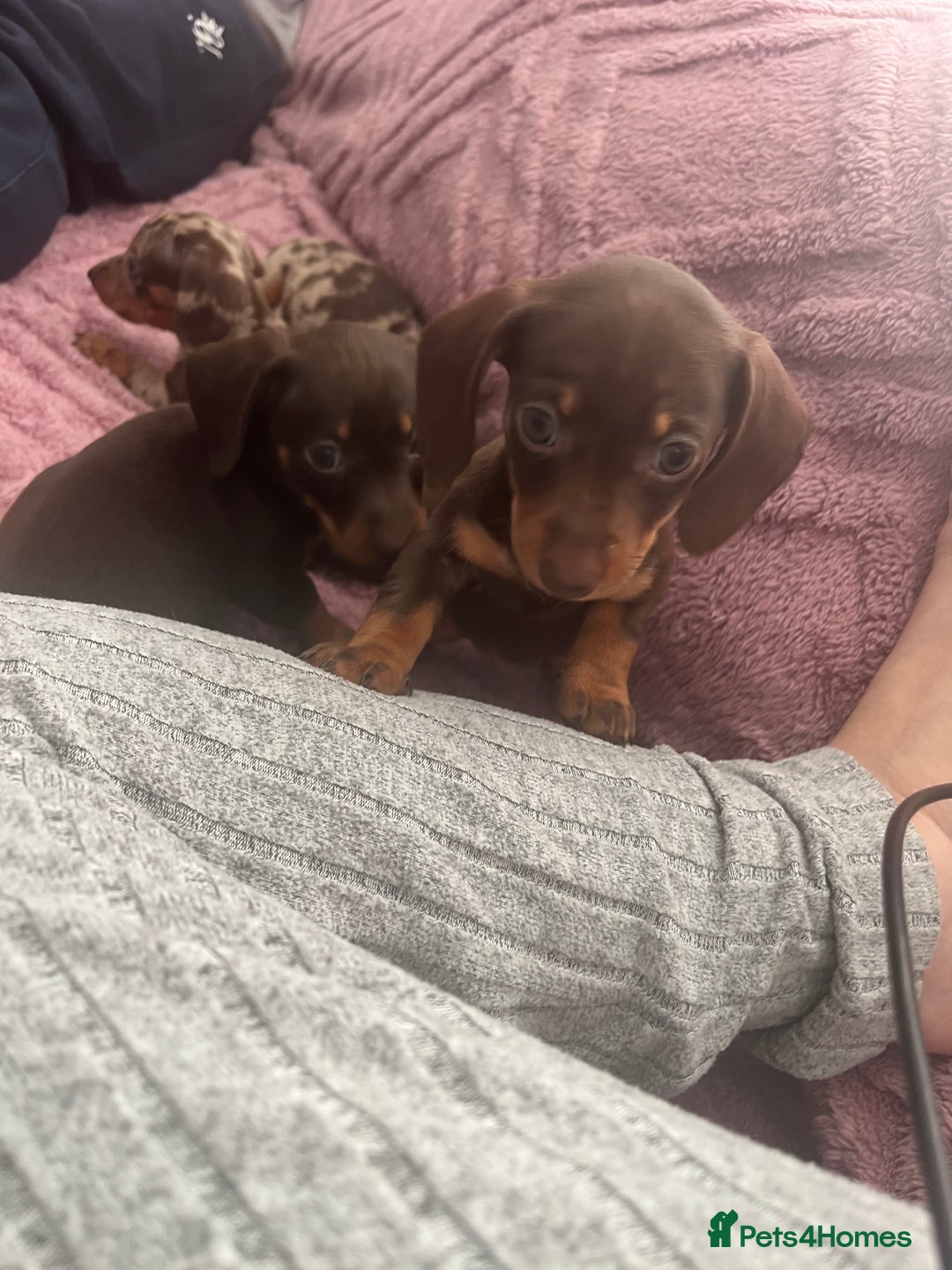 Dachshund dogs for sale: Beautiful miniature dachshunds  - Image 24